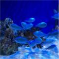 GREEN CHROMIS      BUY 5 for 45.00